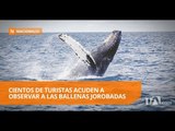 Las costas de Ecuador se llenan de turistas por el avistamiento de ballenas - Teleamazonas