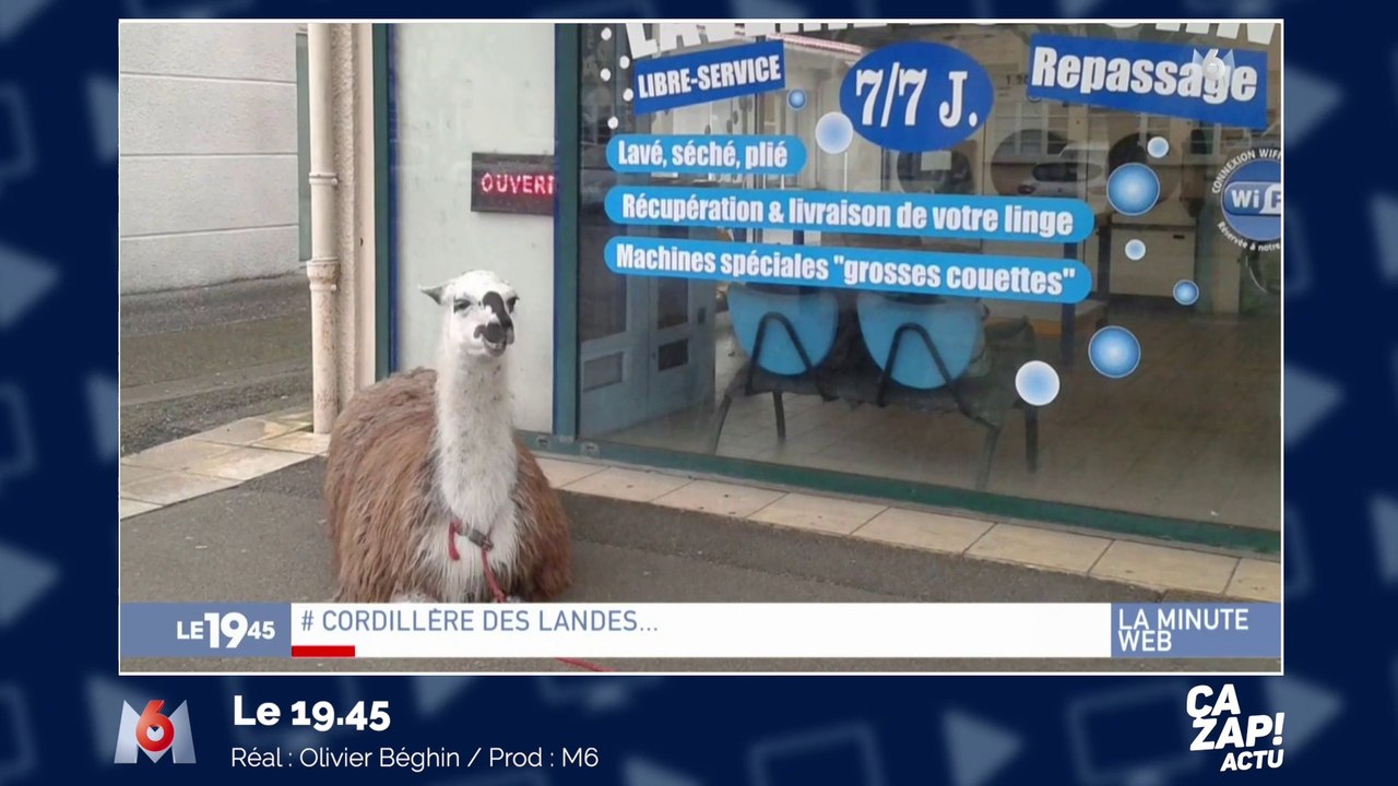 Un lama photographié devant une laverie dans les Landes !