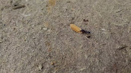 Grain takes an black ant. एक काली चींटी धान ले जाते हुए।