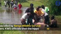 Kisumu residents feast on hippo killed by KWS officers