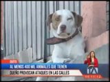 El municipio busca controlar el problema de los perros callejeros en Quito.