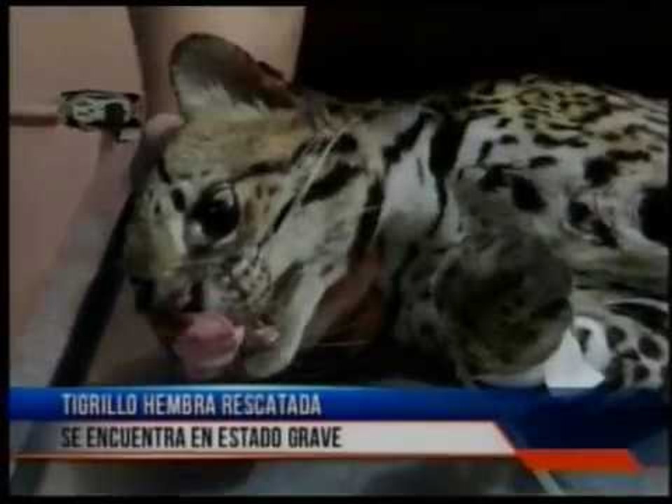 Un tigrillo hembra rescatado se encuentra en estado grave