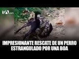 Un perro fue salvado de morir estrangulado por una boa - #Teleamazonas