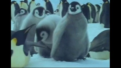 DOĞADAN HARİKA VİDEO GÖRSELLERİ