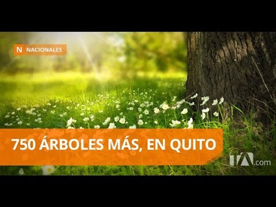 Reforestación en las veredas de Quito - Teleamazonas