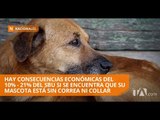 Sanción para quien deje a sus mascotas sueltas en la calle - Teleamazonas