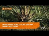 Ante la crisis palmicultores proponen un programa integral - Teleamazonas