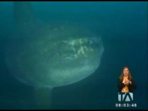 Quito y Galápagos son Patrimonio Cultural de la Humanidad