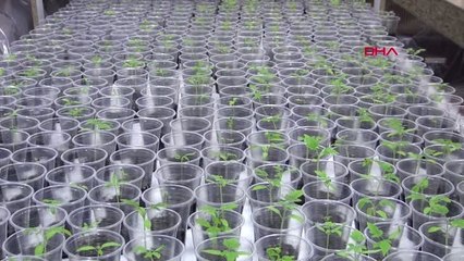 Kahramanmaraş Evinin Salonuna Kendi Serasını Kurdu