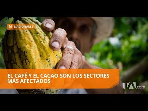 Exportaciones de productos no petroleros desaceleraron su crecimiento - Teleamazonas