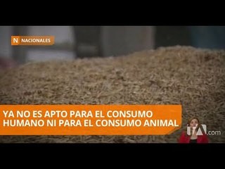 Miles de sacos de arroz pilado están almacenados y en mal estado - Teleamazonas