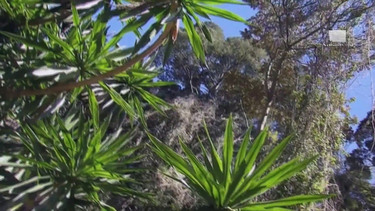 Мир Дикой Природы- Хамелеоны