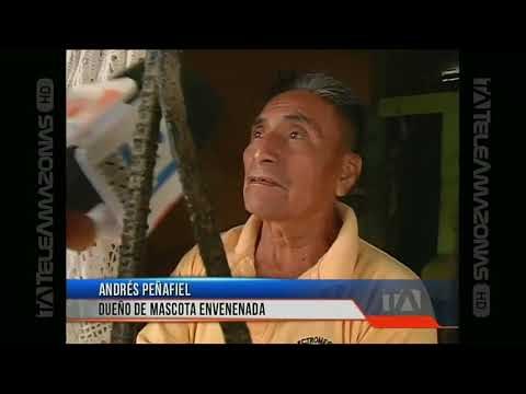 Decenas de perros y gatos fueron envenenados en Guayaquil