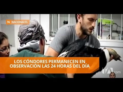Dos cóndores que habrían comido carroña envenenada fueron atendidos - Teleamazonas