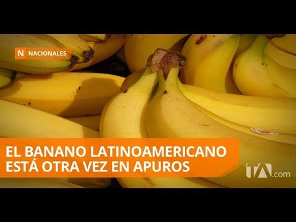 Banano latinoamericano se paga más bajo en Europa - Teleamazonas