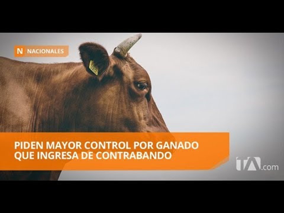 Ganaderos anticipan vacunación contra la fiebre aftosa - Teleamazonas