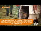 Animales silvestres rescatados y rehabilitados fueron liberados - Teleamazonas