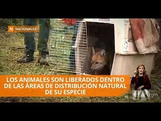 Tải video: Animales silvestres rescatados y rehabilitados fueron liberados - Teleamazonas