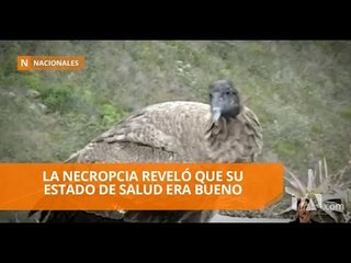 Cóndor que habría sido envenenado fue hallado entre Pujilí y Salcedo - Teleamazonas
