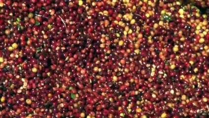 Au Guatemala, la pollution du Lempa fait craindre une famine