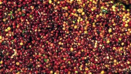 Au Guatemala, la pollution du Lempa fait craindre une famine