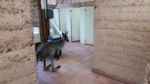 Gourmand ? Ce Kangourou mange le papier toilette direct au rouleau !