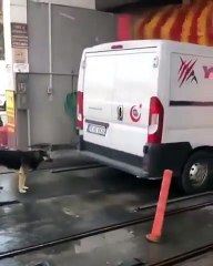 Toilette et gratouille au lave auto pour ce chien !