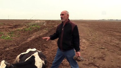 Çalamadıkları inekleri yaralamışlar - ADANA