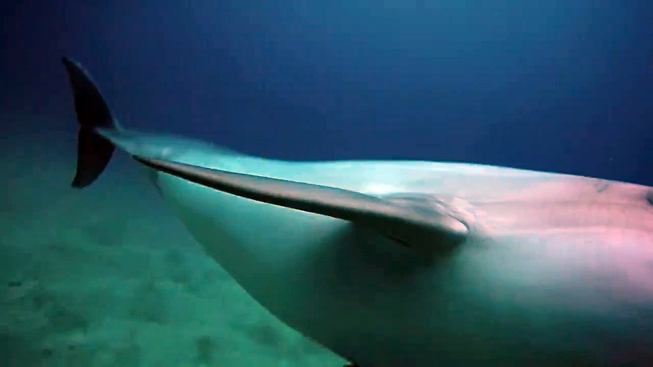Dolphins swimming in the Red Sea 2, Eilat Israel photographed by Meni Meller