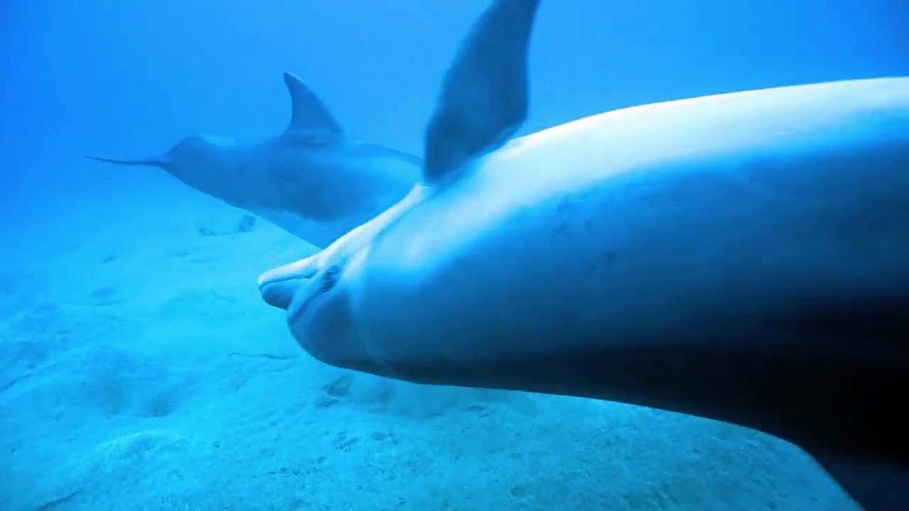 Dolphins swimming in the Red Sea 1, Eilat Israel photographed by Meni Meller