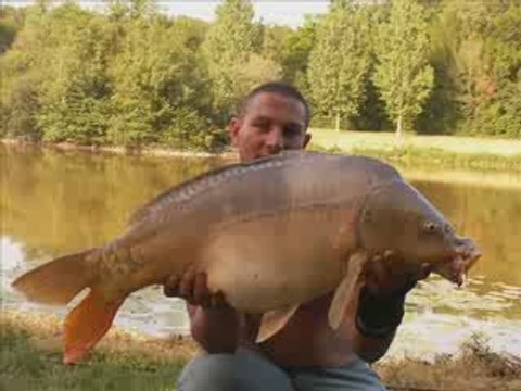 carpe miroir 16kg combat fish spot