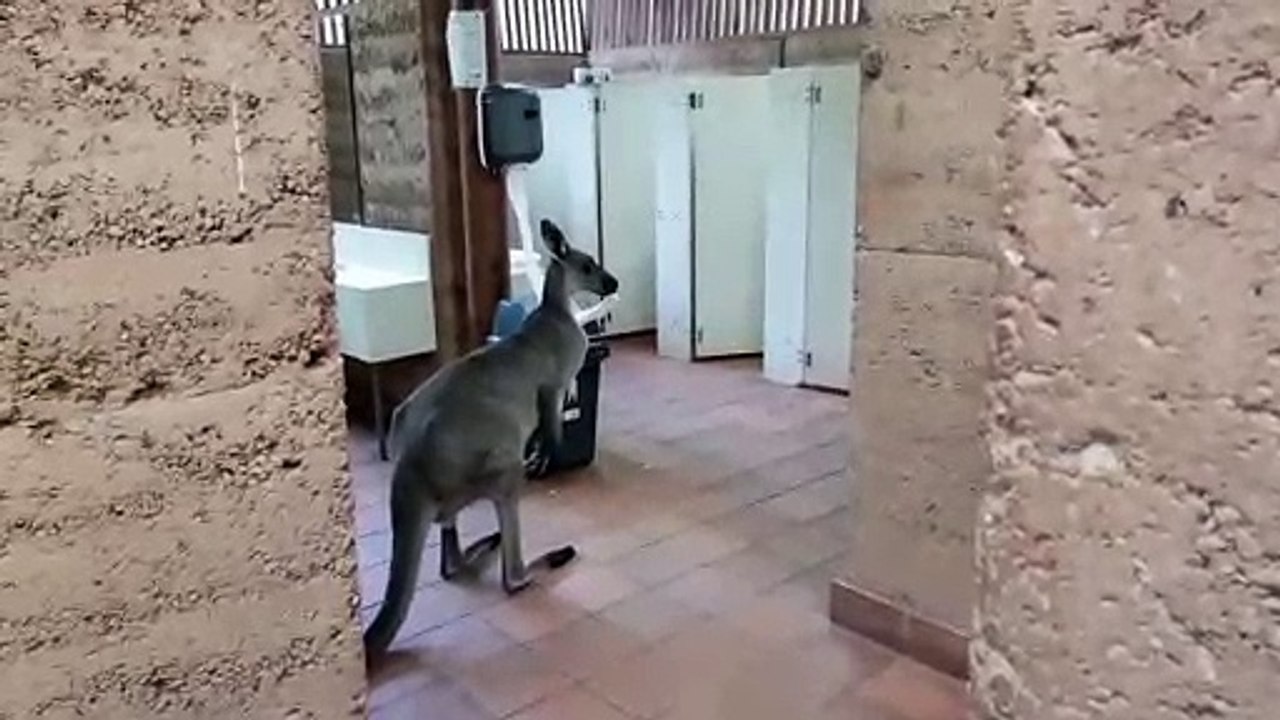 Quand tu croises un kangourou dans les toilettes