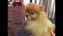 Shave a Pomeranian