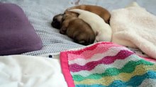Pomeranian Puppies Grow First Two Weeks