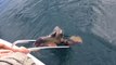 Un jeune lion de mer blessé vient demander de l'aide à un bateau