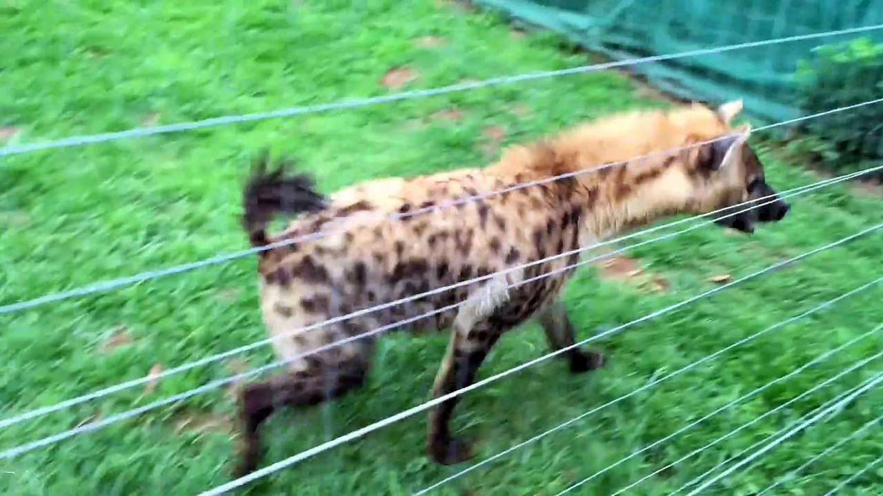 Le rire de cette hyène qui a faim... Impressionnant