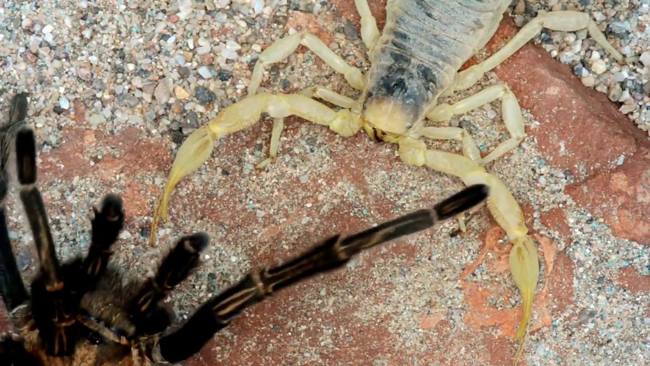 Une tarentule face à un scorpion : combat de titans