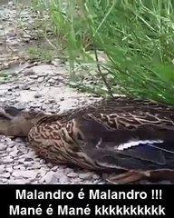 Malando é Malandro! Mané é Mané kkkkkkkk