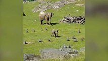 Un elephanto poursuit des oiseaux !
