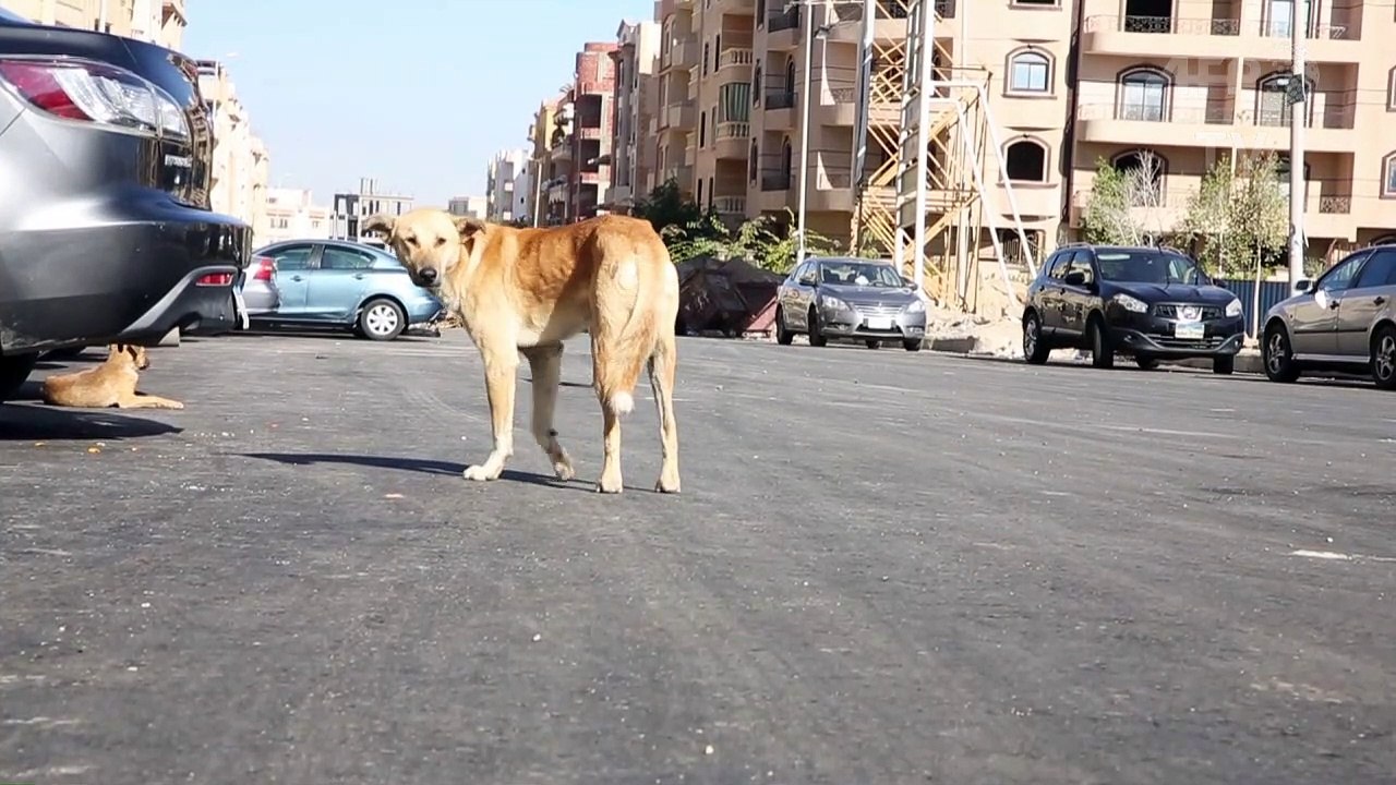 Vorsicht, tollwütiger Hund!