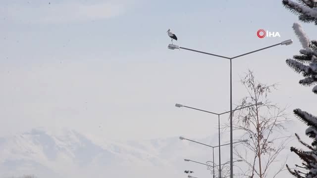 Göç Edemeyen Leylekler Eksi 25 Derecede Erzurum'da Kaldı