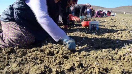 Taşköprü'nün 'beyaz altın'ı toprakla buluştu