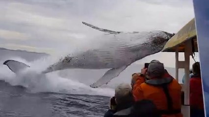 Whale jumps out of nowhere from water
