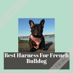 Best Harness For French Bulldog