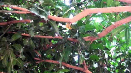 Rescuers catch 7-foot-long python wrapped around tree in front yard