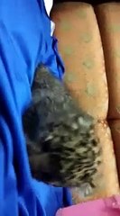 சென்னைக்கு நாய்க்குட்டியென கடத்தி வரப்பட்ட சிறுத்தை குட்டி-வீடியோ