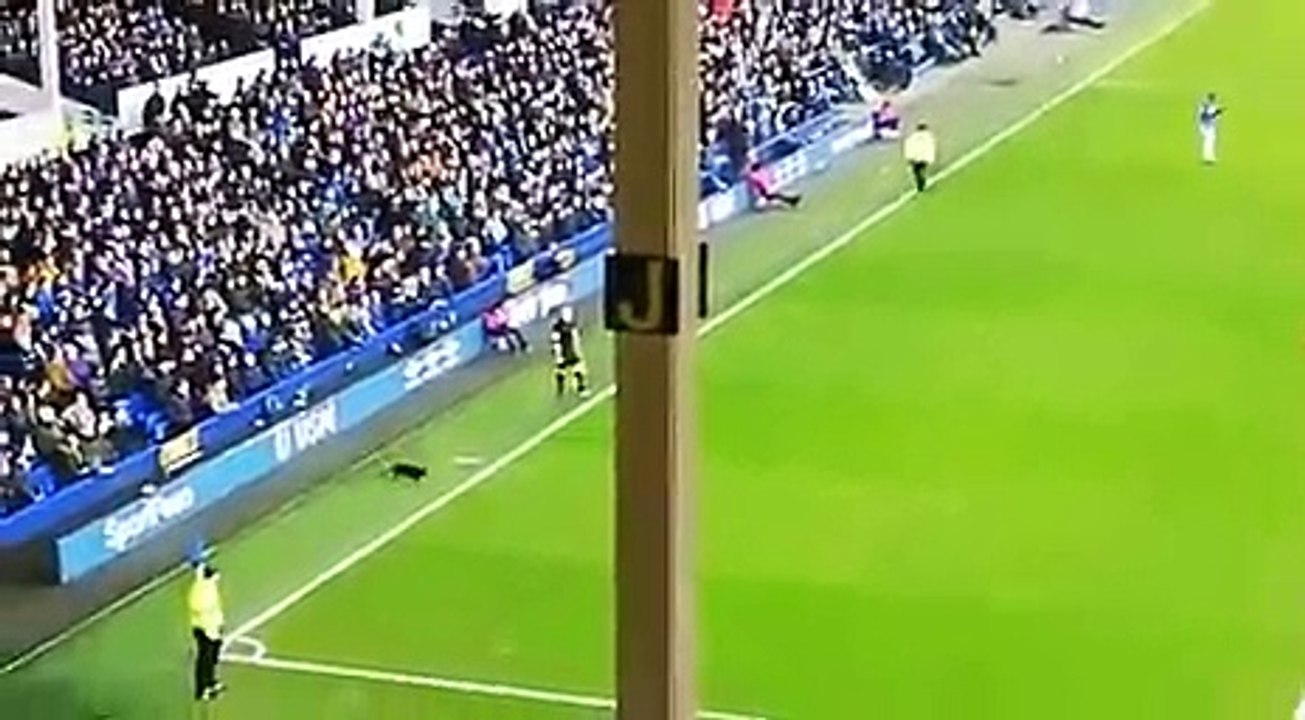 Chú mèo đột nhập vào sân bóng