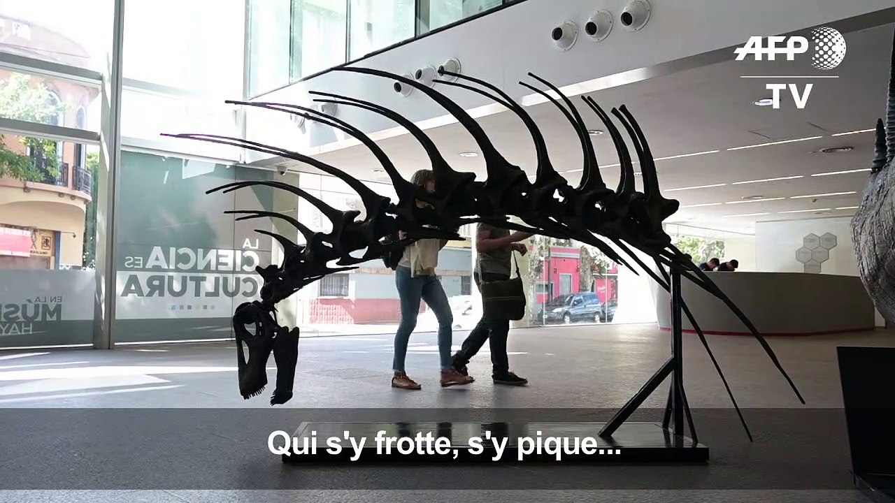 Un dinosaure se défendant avec ses épines découvert en Argentine