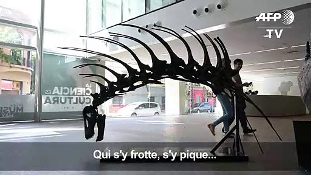 Un dinosaure se défendant avec ses épines découvert en Argentine