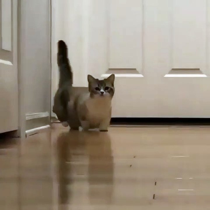 Funny Cat Videos Compilation #1